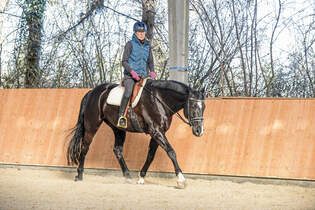 CAVALLO Coach