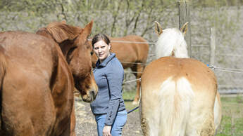 CAVALLO-Coach