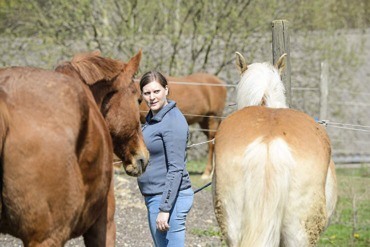 Wie Bringe Ich Meinem Pferd Kunststücke Bei CAVALLO-Coach: Wie bringe ich meinem Pferd das Alleinbleiben bei