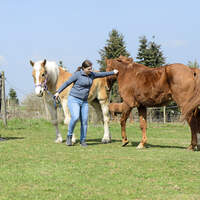 CAVALLO-Coach