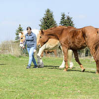 CAVALLO-Coach