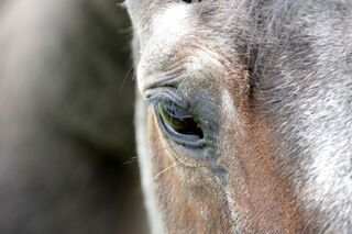 CAVALLO Demenz bei Pferden