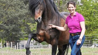 CAVALLO Freie Kommunikation, Spanischer Schritt auf der Weide