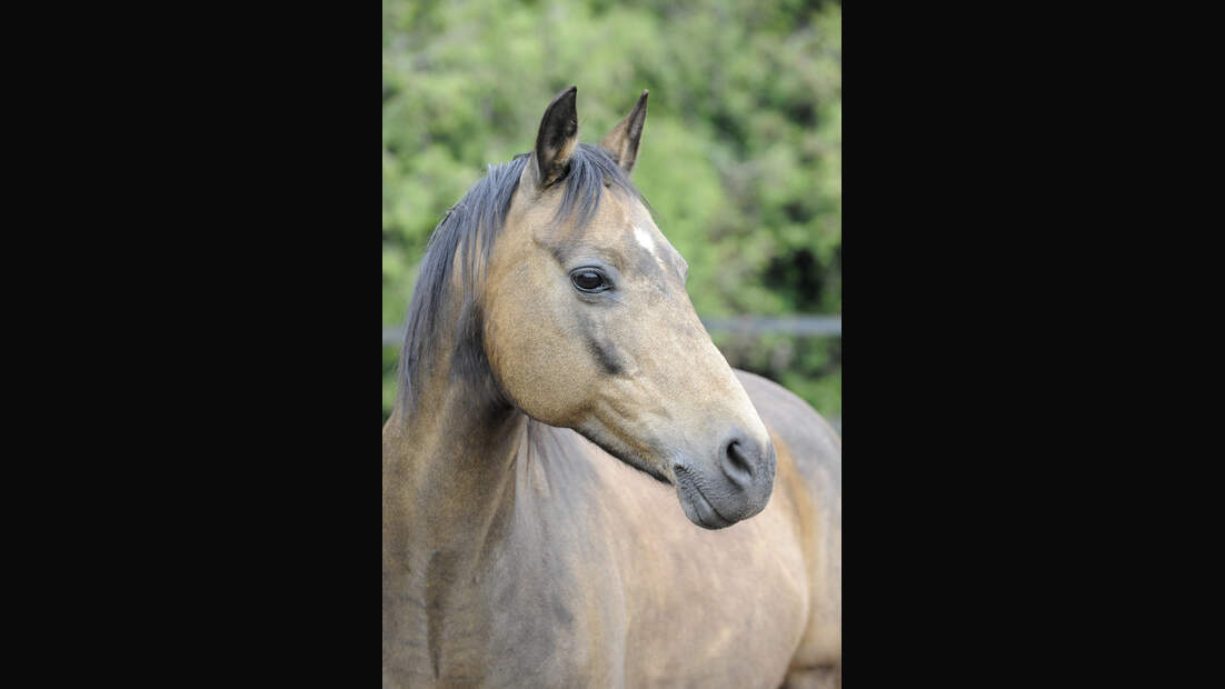 CAVALLO Geschlechter