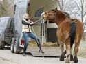 CAVALLO Katja Schnabel  - Enge wie beim Verladen