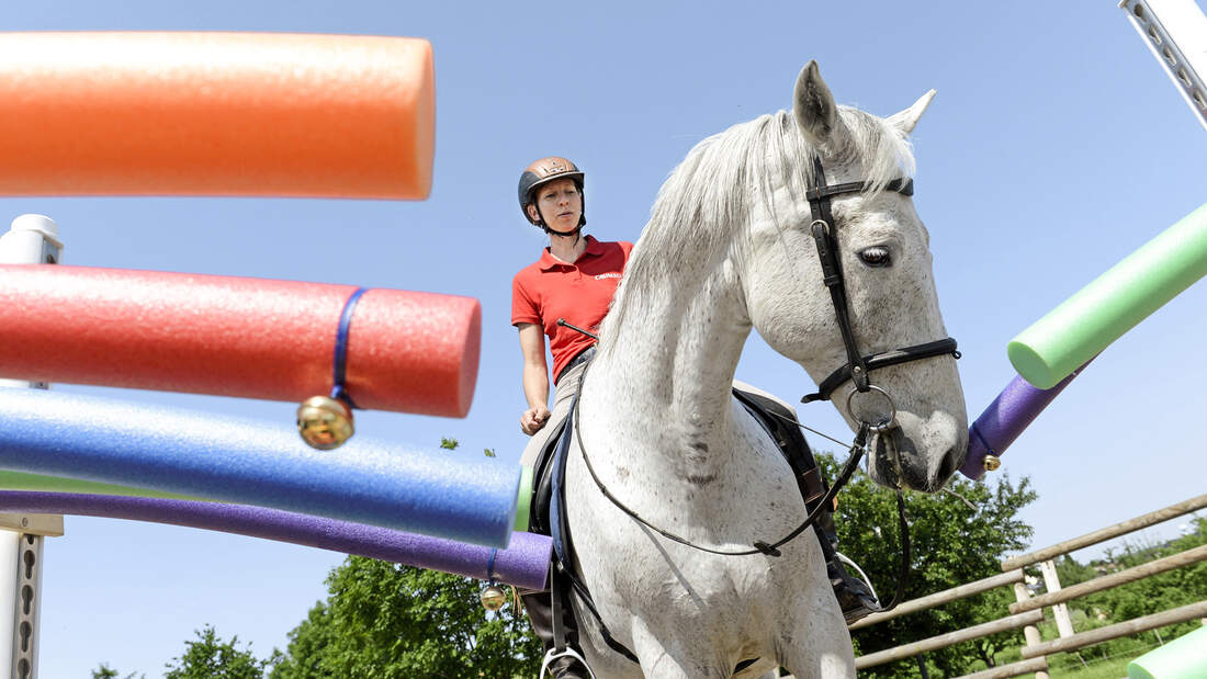 CAVALLO Spielt mein Pferd gerne?