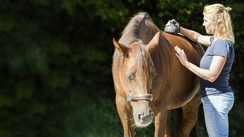 2x Sonnenschutz neu OVP Pferd in Bayern - Forchheim