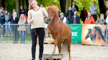 CAVALLO Voting