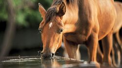 CAVALLO Wasserfilter mit Aktivkohlefilter, SuperCube, Pferd trinkt aus Wasser-Tränke