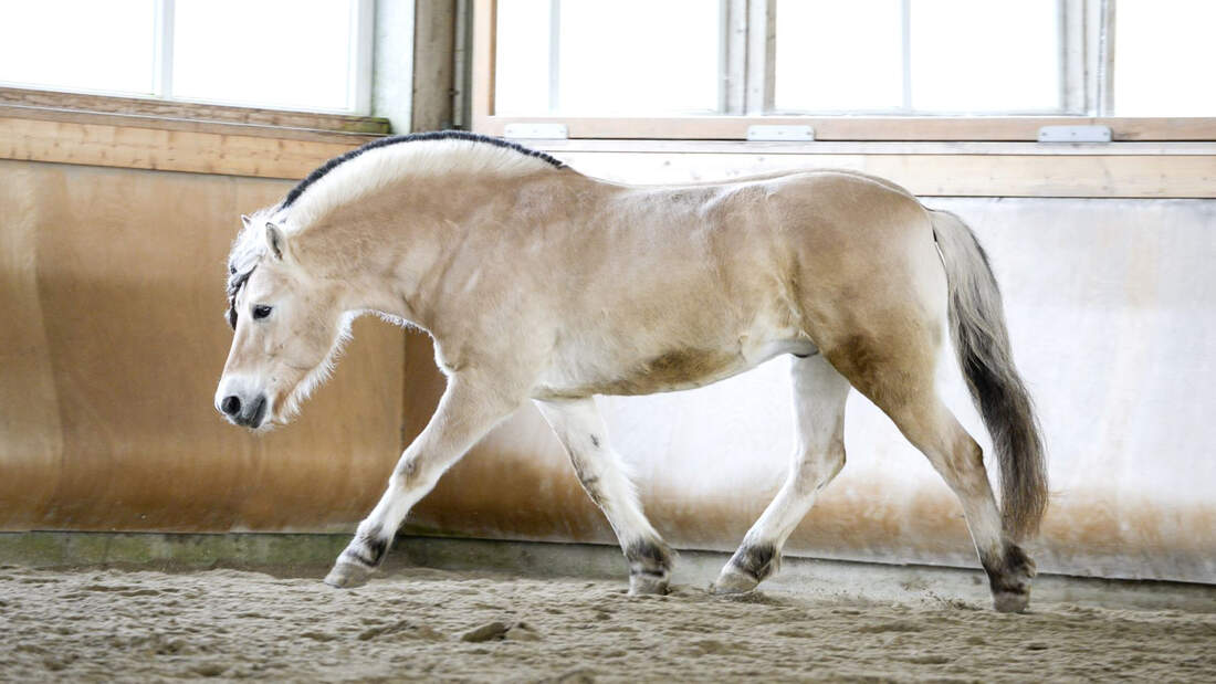 CAVALLO Winterzeit, Freilaufzeit