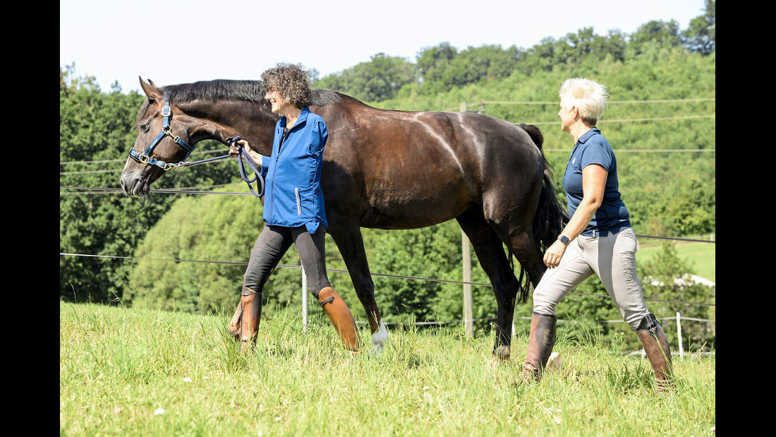 CAVALLO hautnah