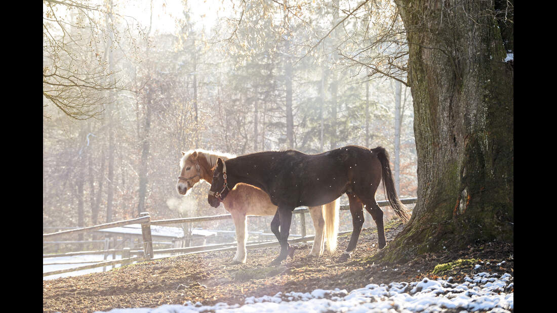 CAVALLO hautnah Dr. Maximilian Pick