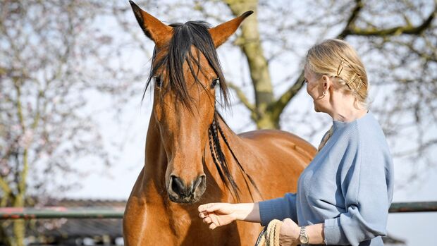 CAVALLO hochsensible Pferde 