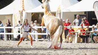 CAVALLO kürte Sancho zum „besten Kumpelpferd“