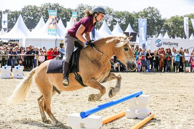 Cavallo anzeigen er sucht sie