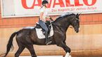 CAv Pferd Jagd 2017 Andrea Bethge