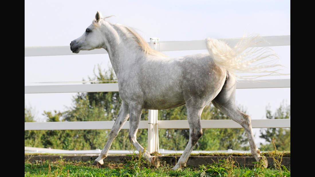 Cav Splittertest Zaun 1 (jpg)