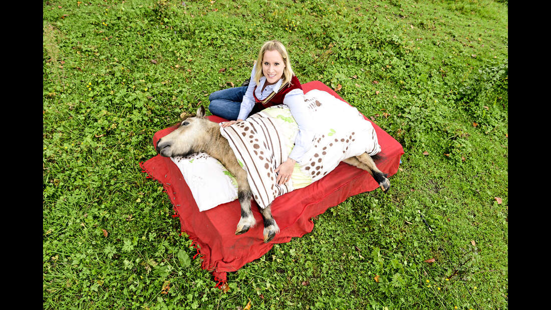 Cavallo hautnah - Supertalente