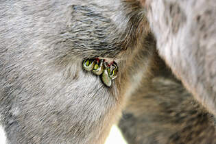 Cavallo hautnah