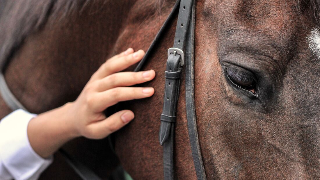 Close-Up Of A Horse