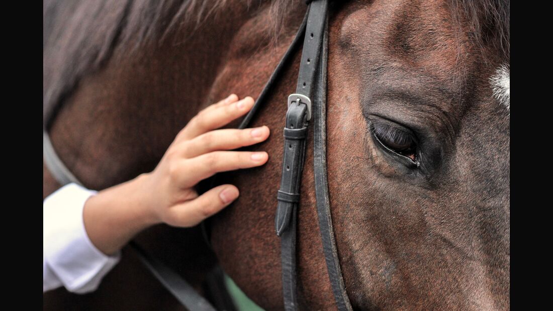 Close-Up Of A Horse
