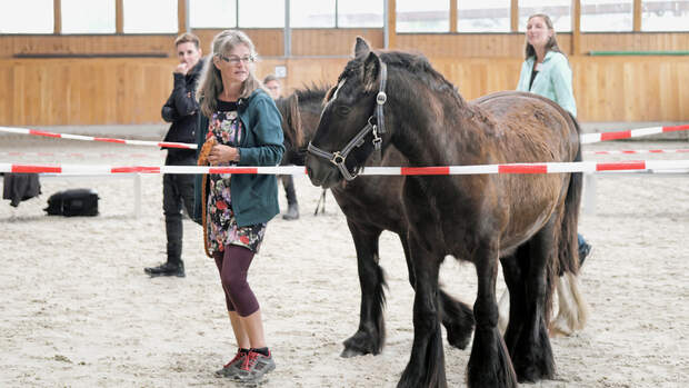 Was Kann Pferdegestütztes Coaching? | Cavallo.de