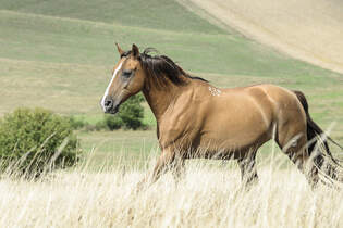 Don Pferde Pferderasse Aus Russland Cavallo De