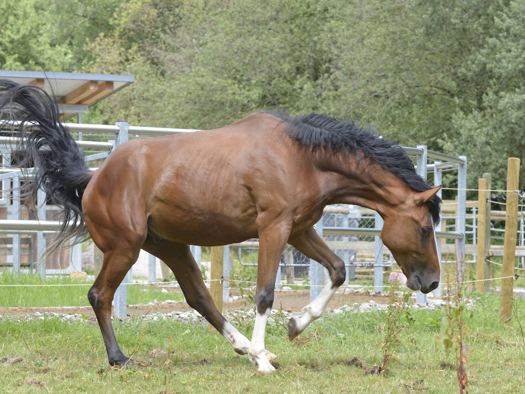 Was hilft Pferden bei einem Schlaganfall? | cavallo.de