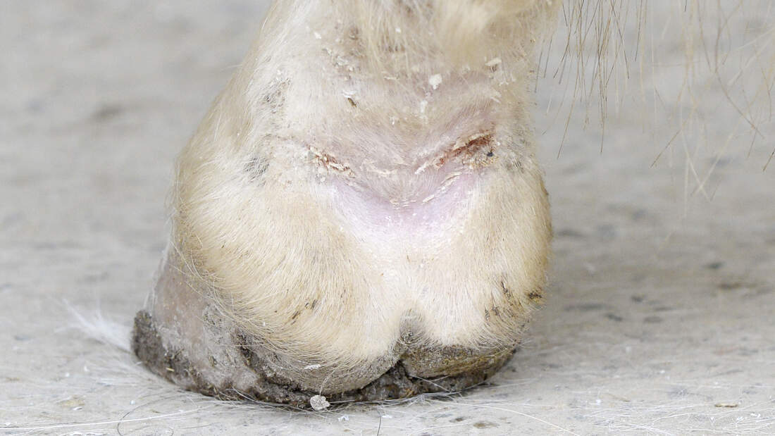 Mauke beim Pferd: Symptome, Ursache, Behandlung | cavallo.de