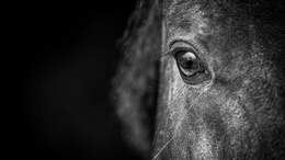 Gefühle bei Pferden