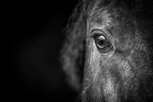 Welche Emotionen Zeigen Pferde Cavallo De