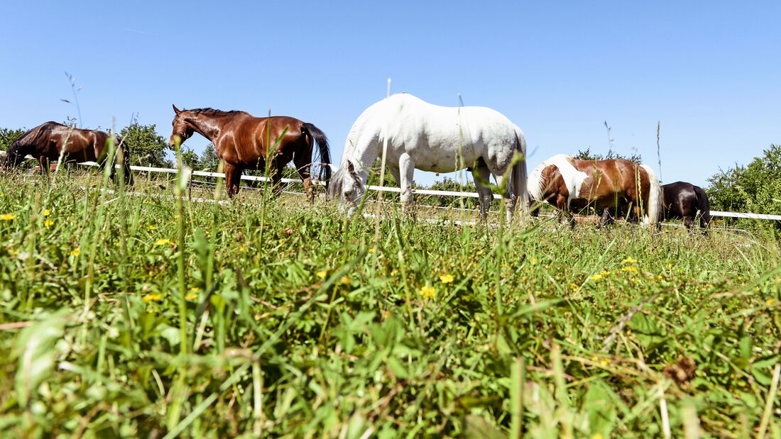 Grass Sickness