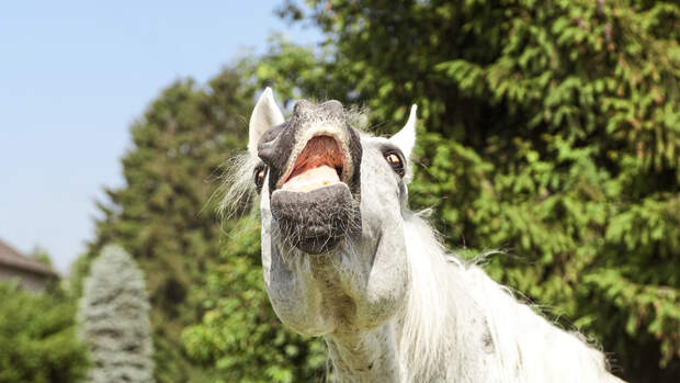 Grass Sickness beim Pferd: Gefährliche Schadstoffe im Gras | cavallo.de