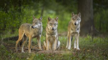 Gruppe von drei Wölfen am Waldrand 