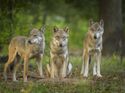 Gruppe von drei Wölfen am Waldrand 