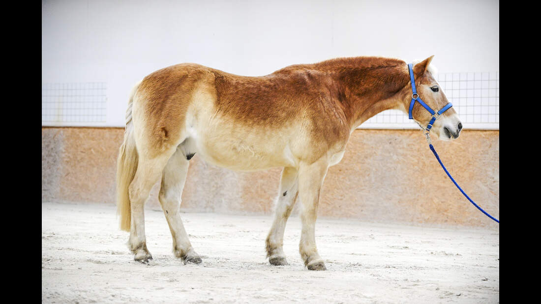 Haflinger Pferd in Reithalle