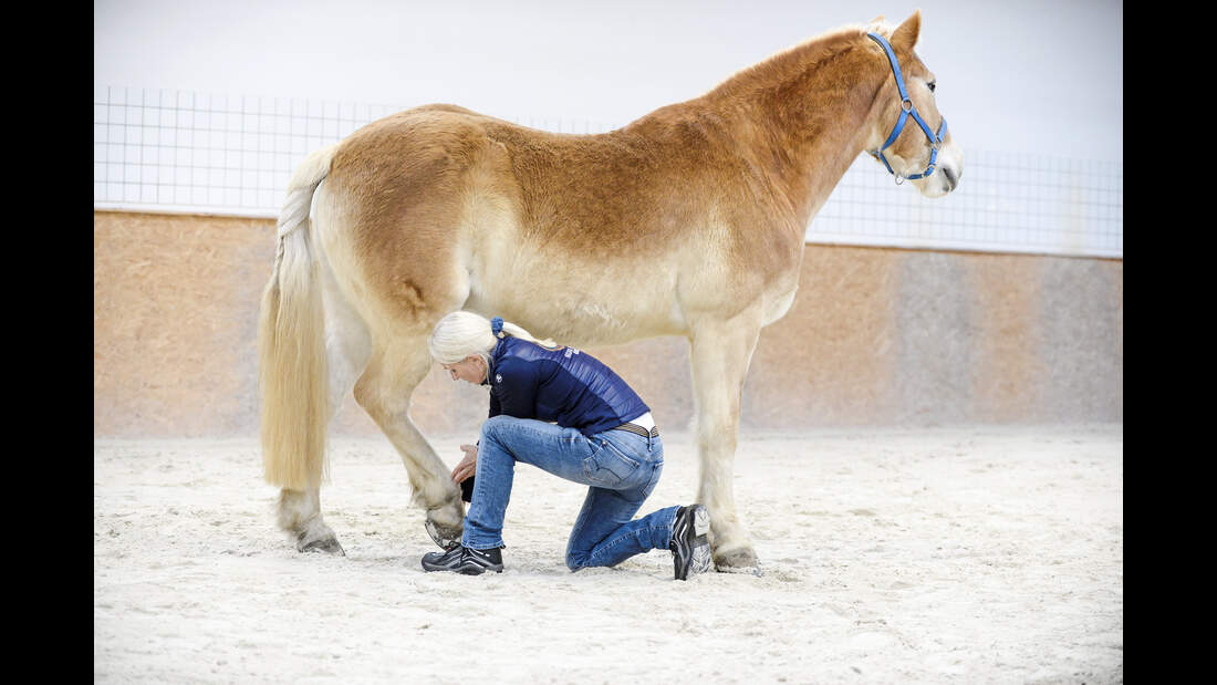 Haflinger mit Übung nach Masterson-Methode