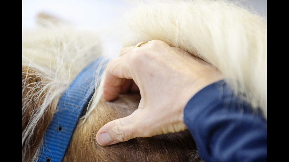 Haflinger wird am Nacken berührt