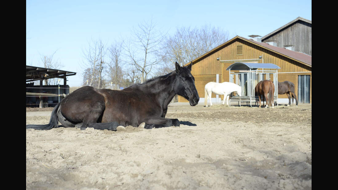 Harmonie im Offenstall