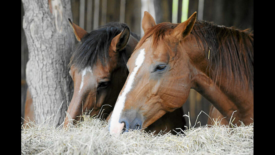 Harmonie im Offenstall