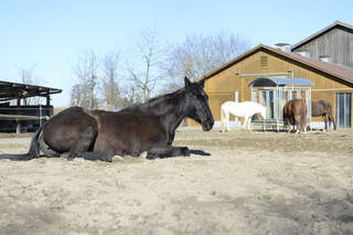 Harmonie im Offenstall