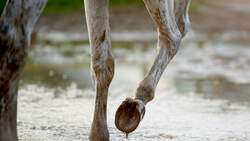 Horse after rain