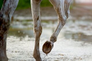 Horse after rain