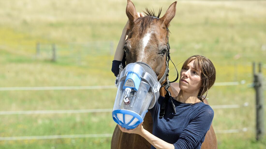 Inhalator pferd test - Der absolute Vergleichssieger 