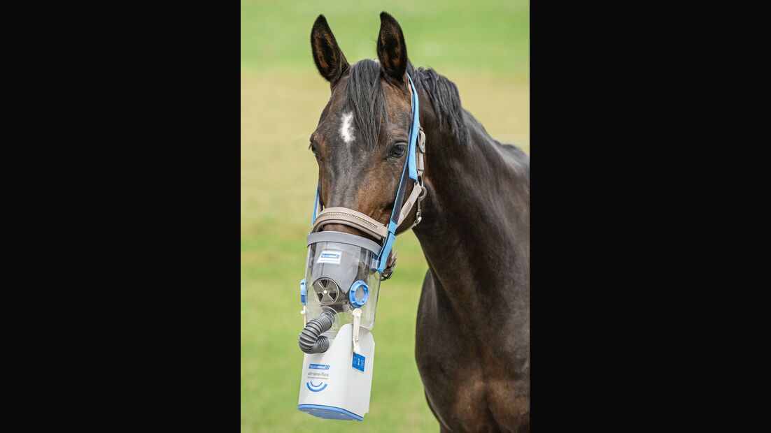 Inhalatoren für pferde - Der Vergleichssieger unserer Produkttester