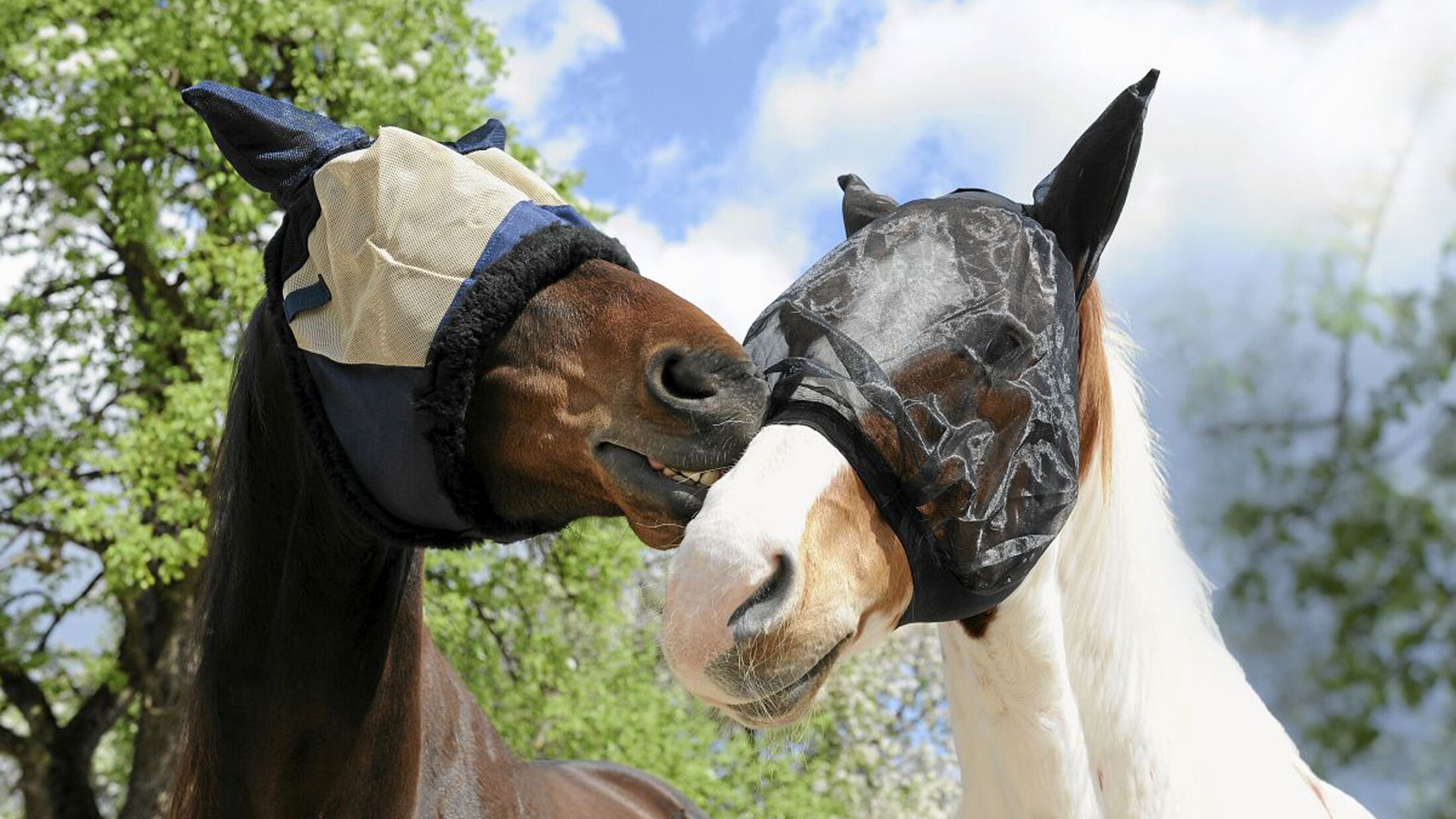 UV- und Sonnenschutz für Pferde