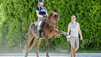 Klassisch reiten mit Quarter Horse