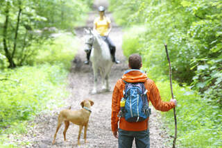 Knigge im Wald
