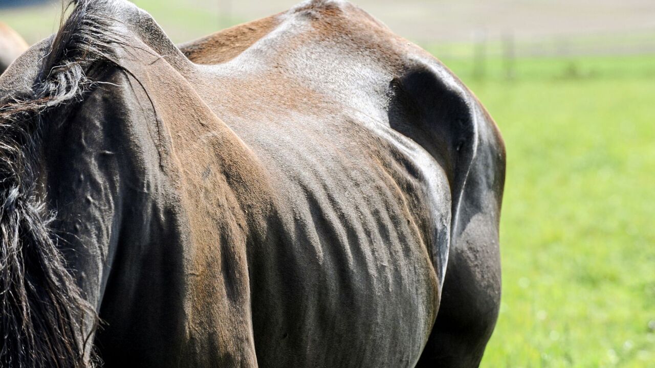 Magenentleerungsstörung Pferd Symptome