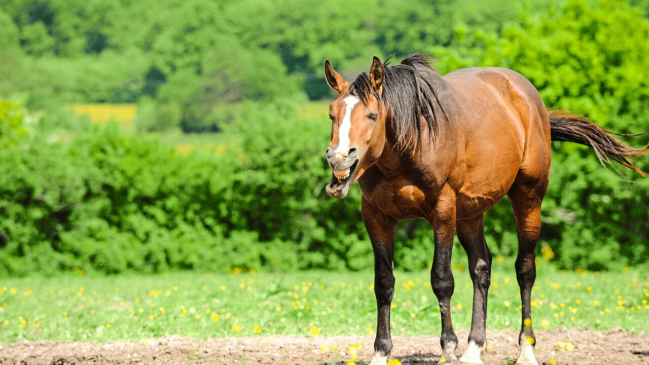 Magenbeschwerden Pferd Symptome